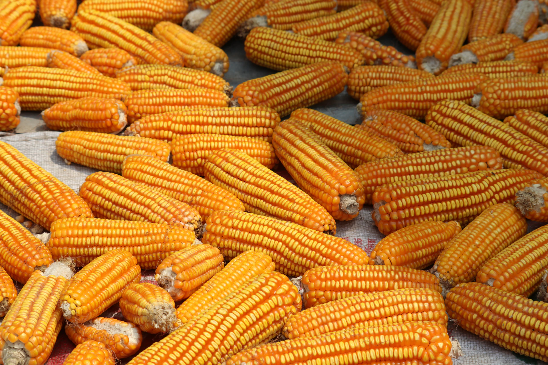 a pile of corn