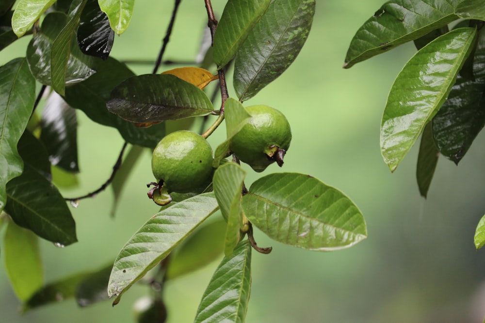 a fruit on a tree