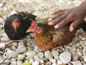 A peaceful moment of resting game fowl nestled in straw bedding.