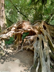 A large, intricate tree root system extends across a forest floor, partially covered by dappled sunlight filtering through a leafy canopy. Moss and ferns are visible in the background, contributing to the lush, green surroundings.