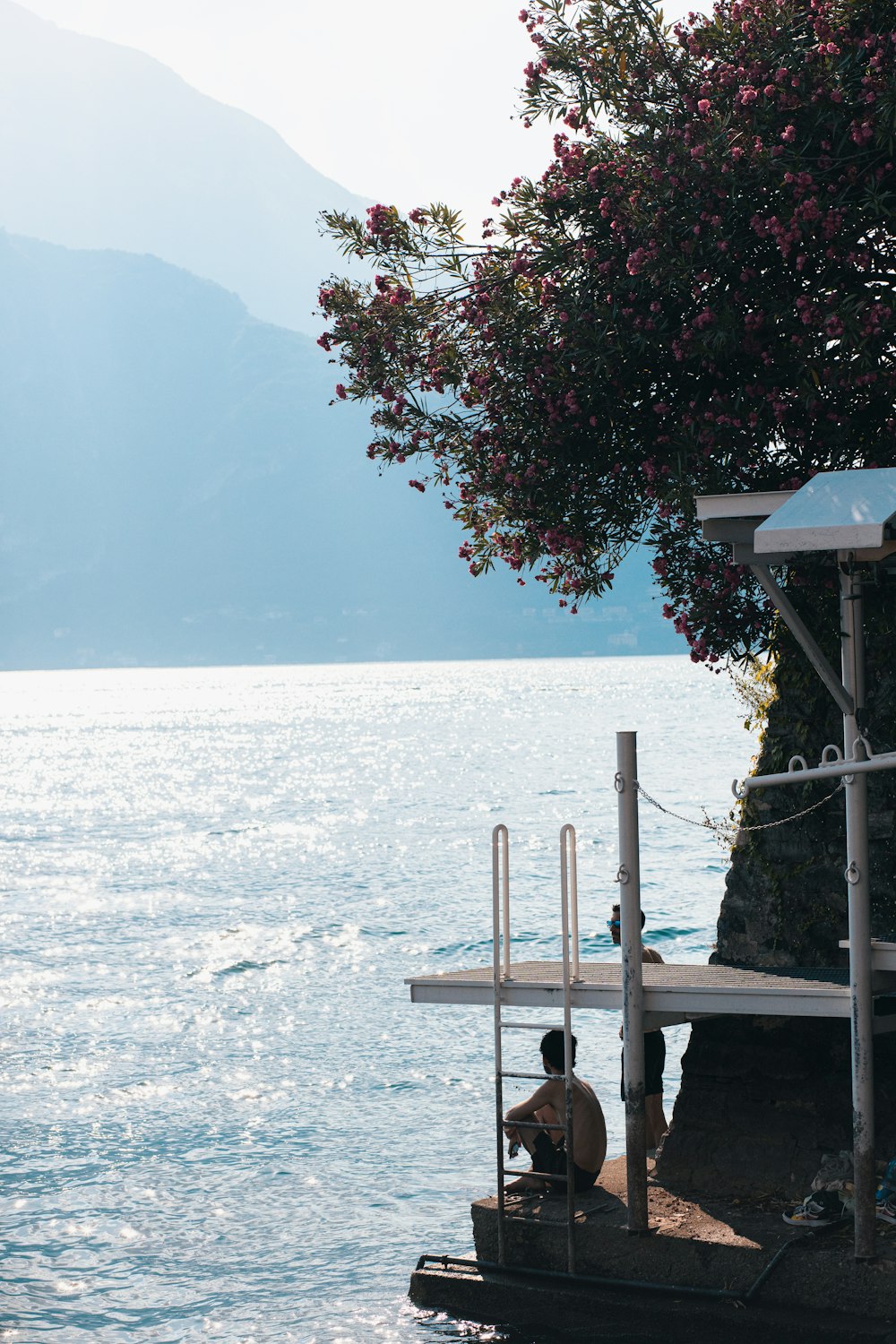 a person sitting on a dock looking at a tree with flowers