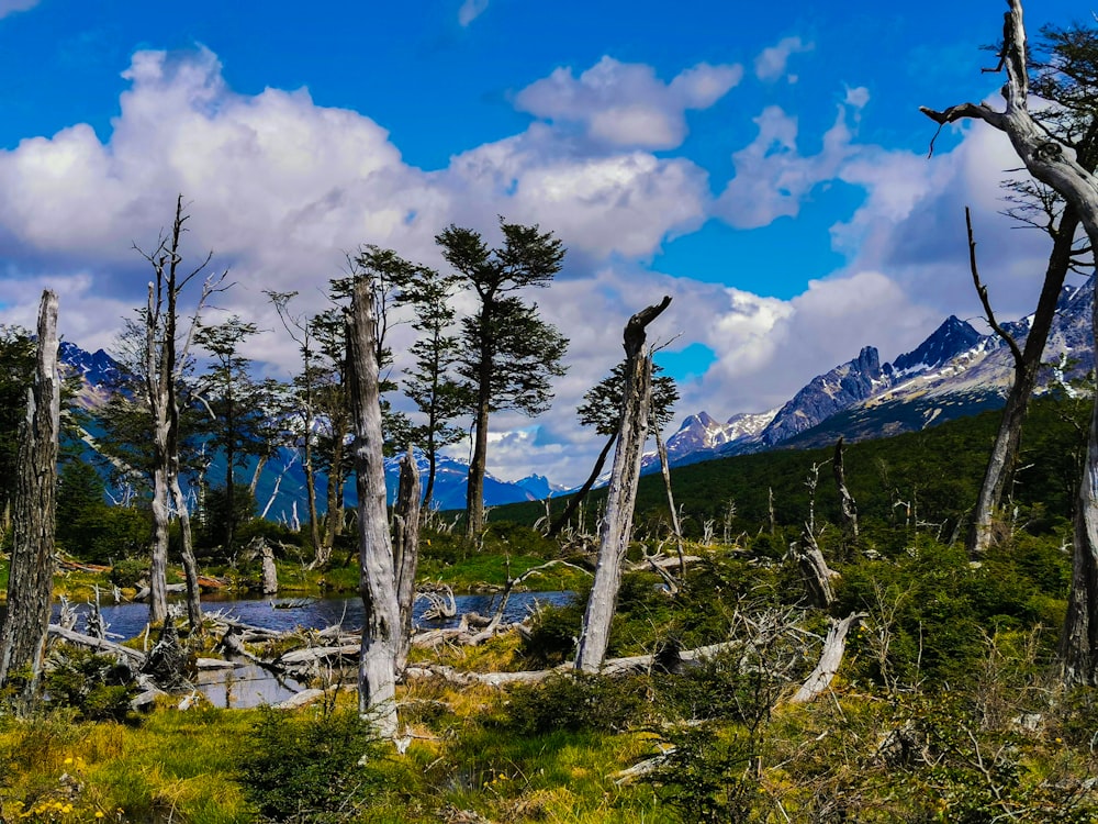 a group of trees in a forest