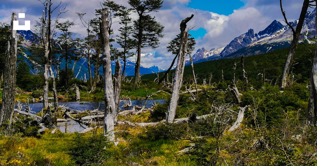 森の中の木々のグループの写真 Unsplashの無料ティエラ・デル・フエゴ州写真