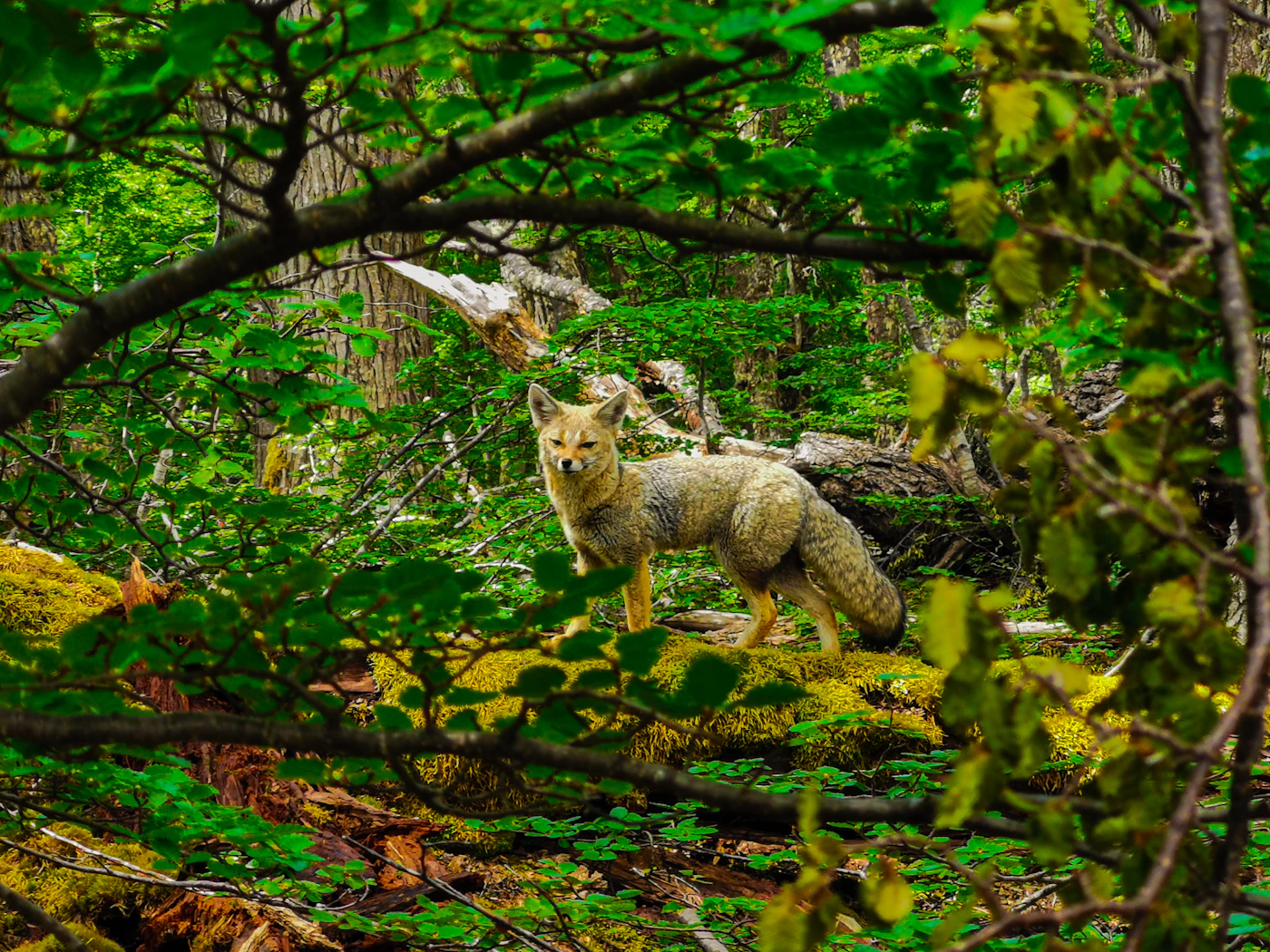 Renard dans une forêt verdoyante