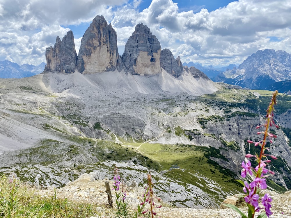 a rocky mountain with purple flowers