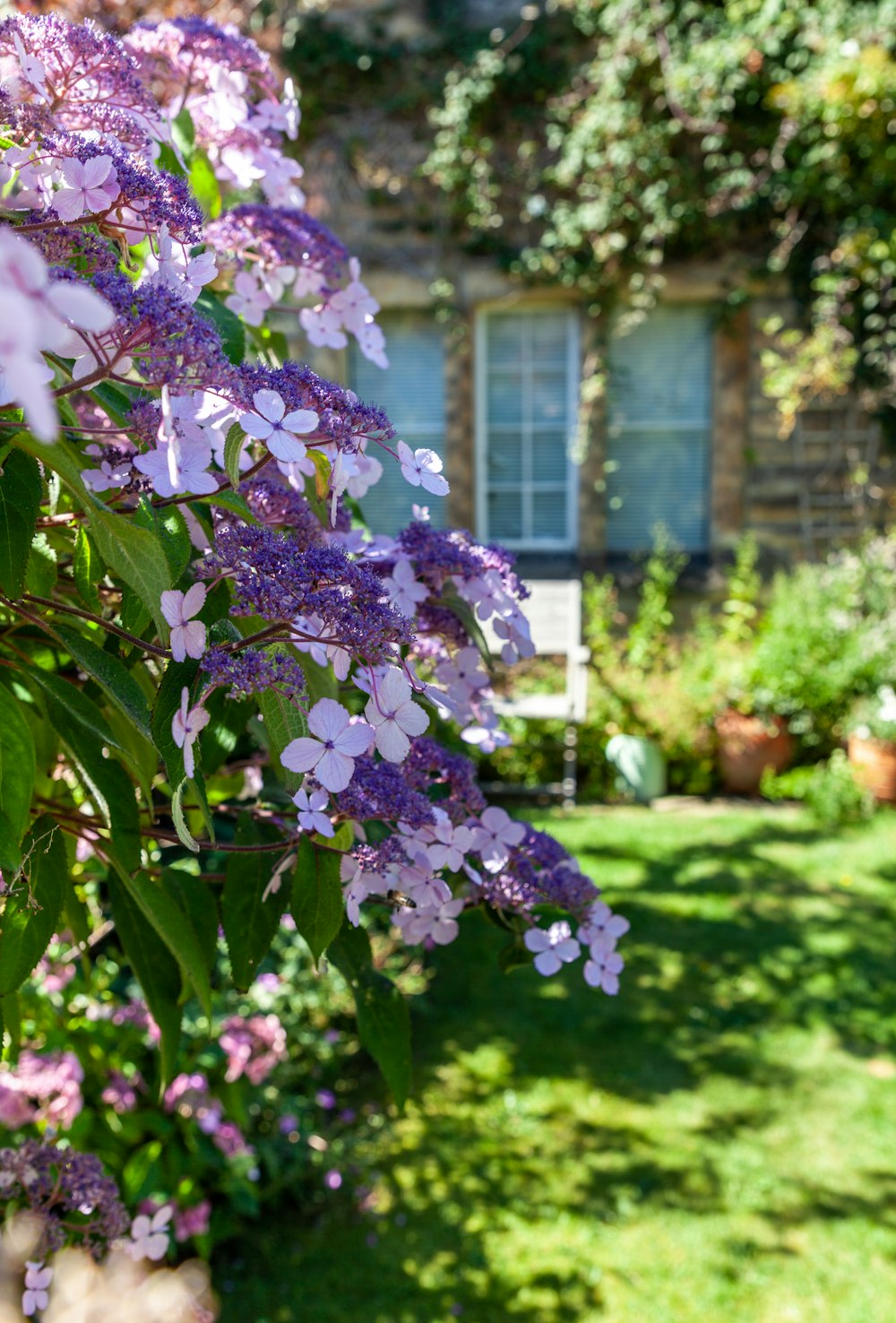 a tree with purple flowers