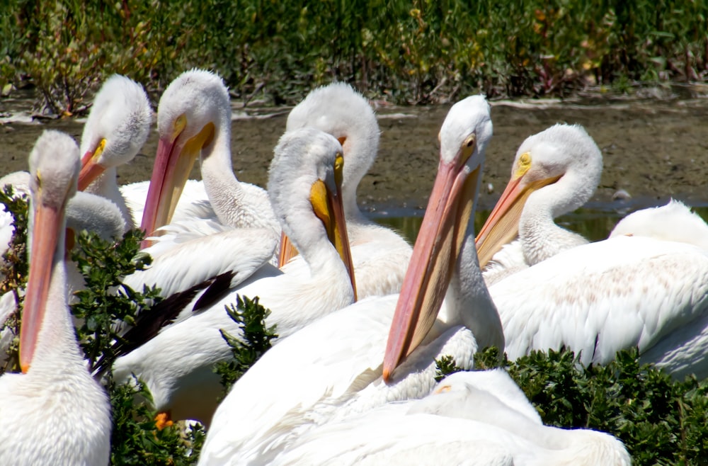 Un grupo de pájaros blancos