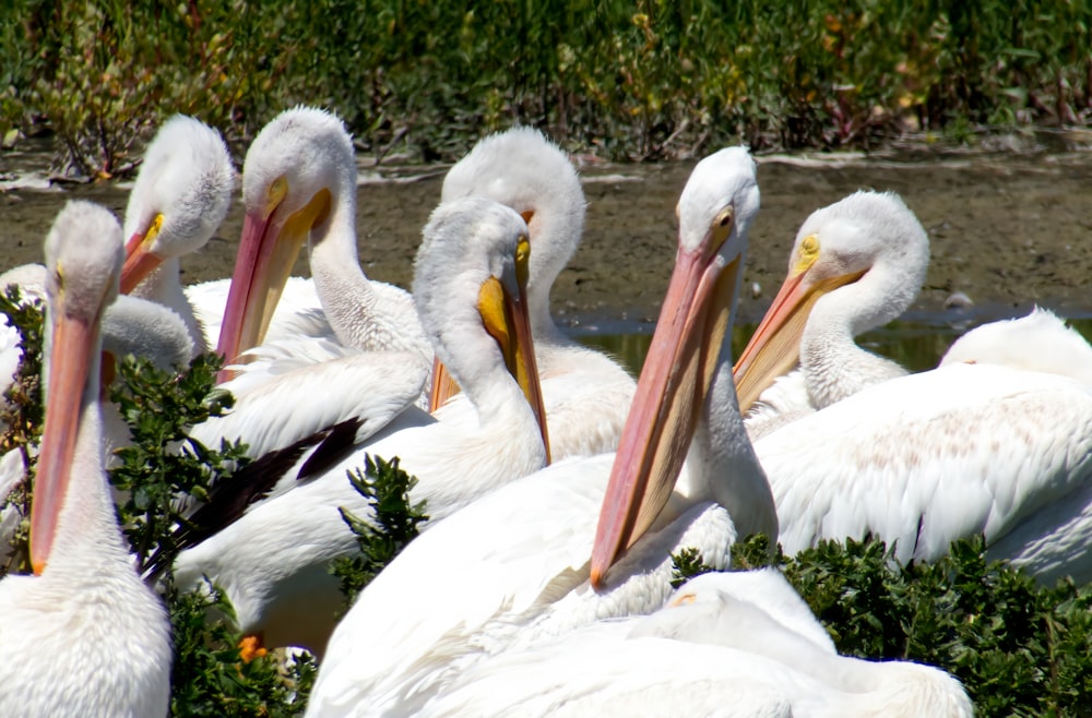 a group of white birds