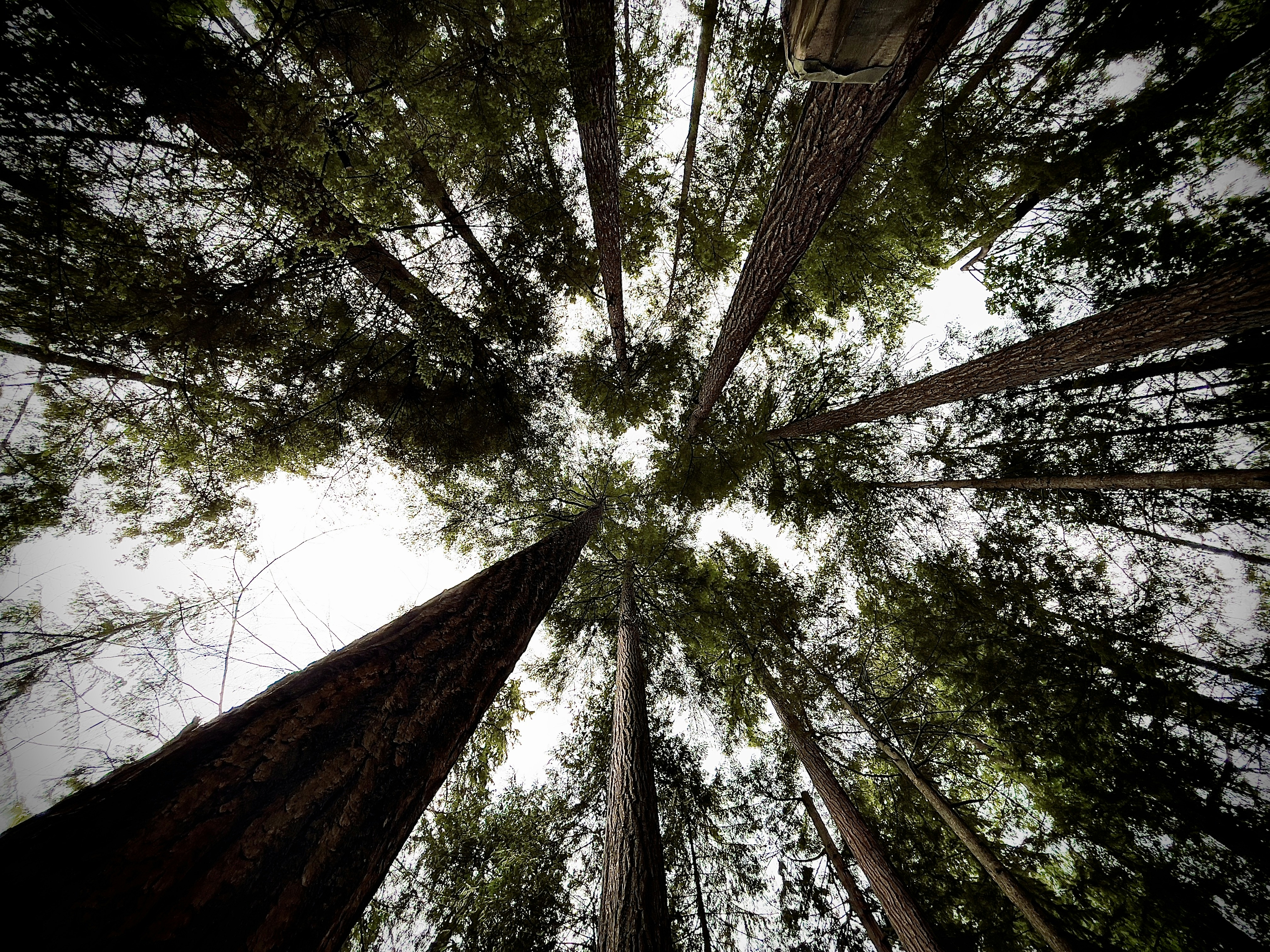 Photo by gamaliel_troubleson