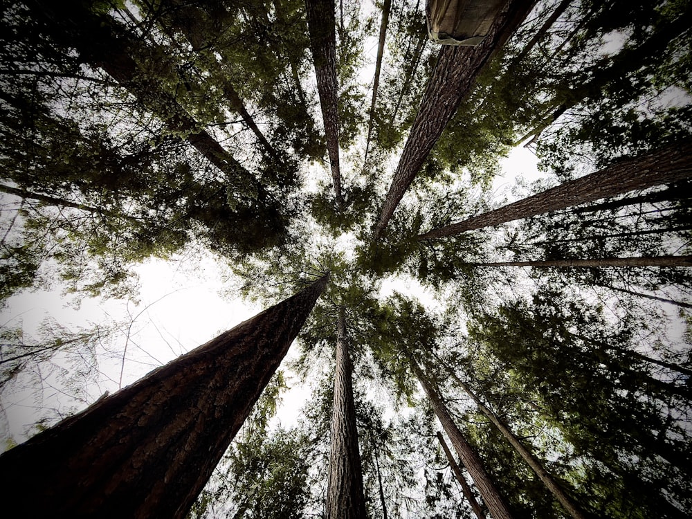 looking up at tall trees