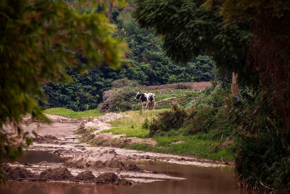 uma vaca em um prado