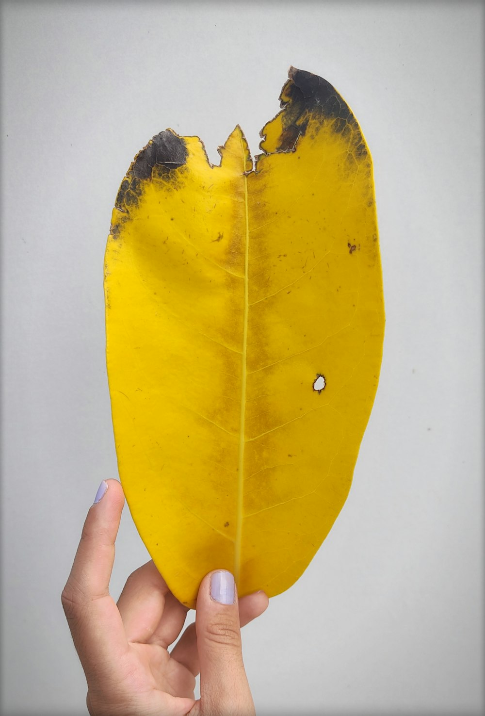 a hand holding a yellow leaf