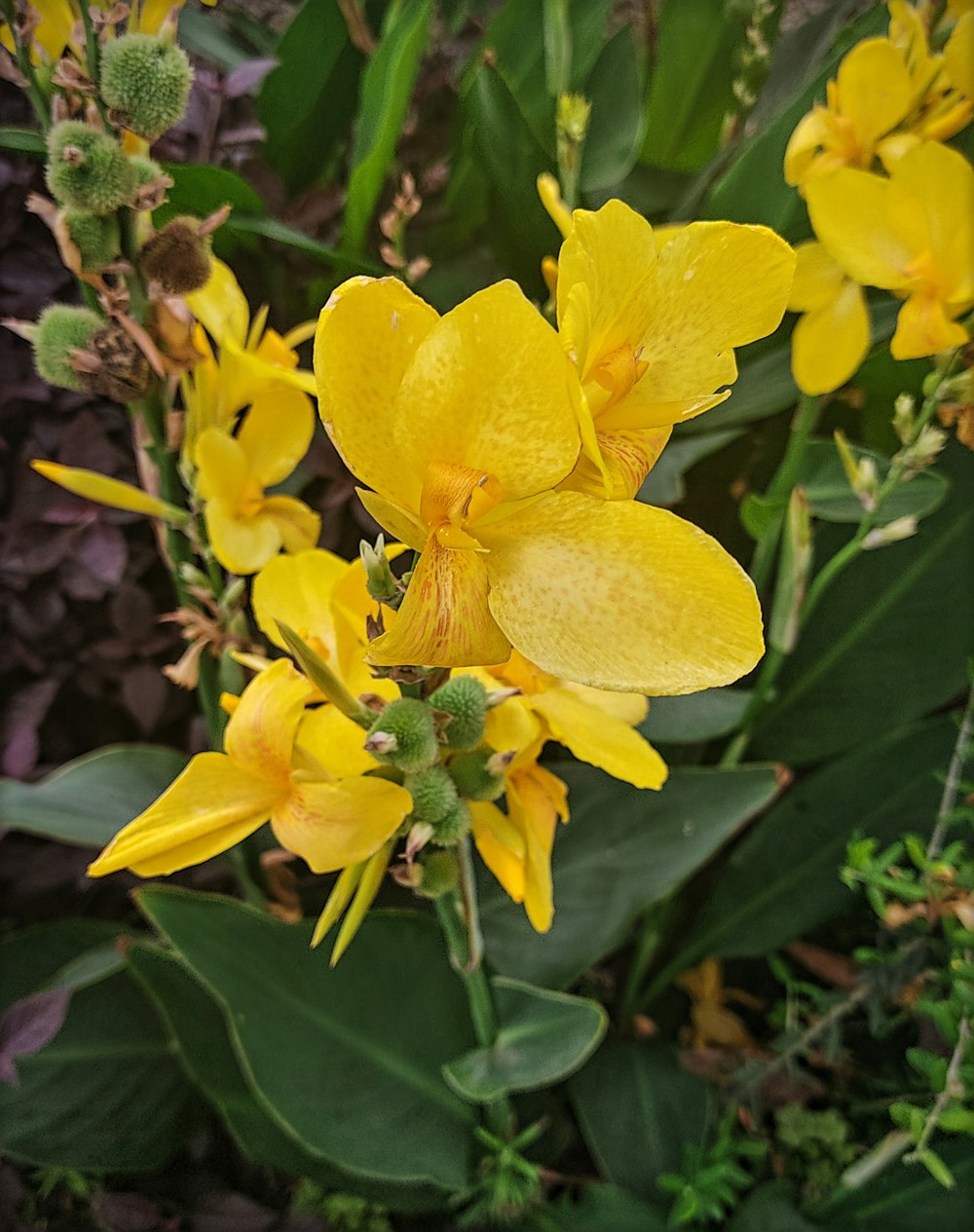 a group of yellow flowers