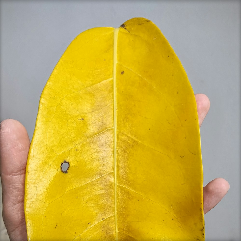 a person holding a yellow leaf