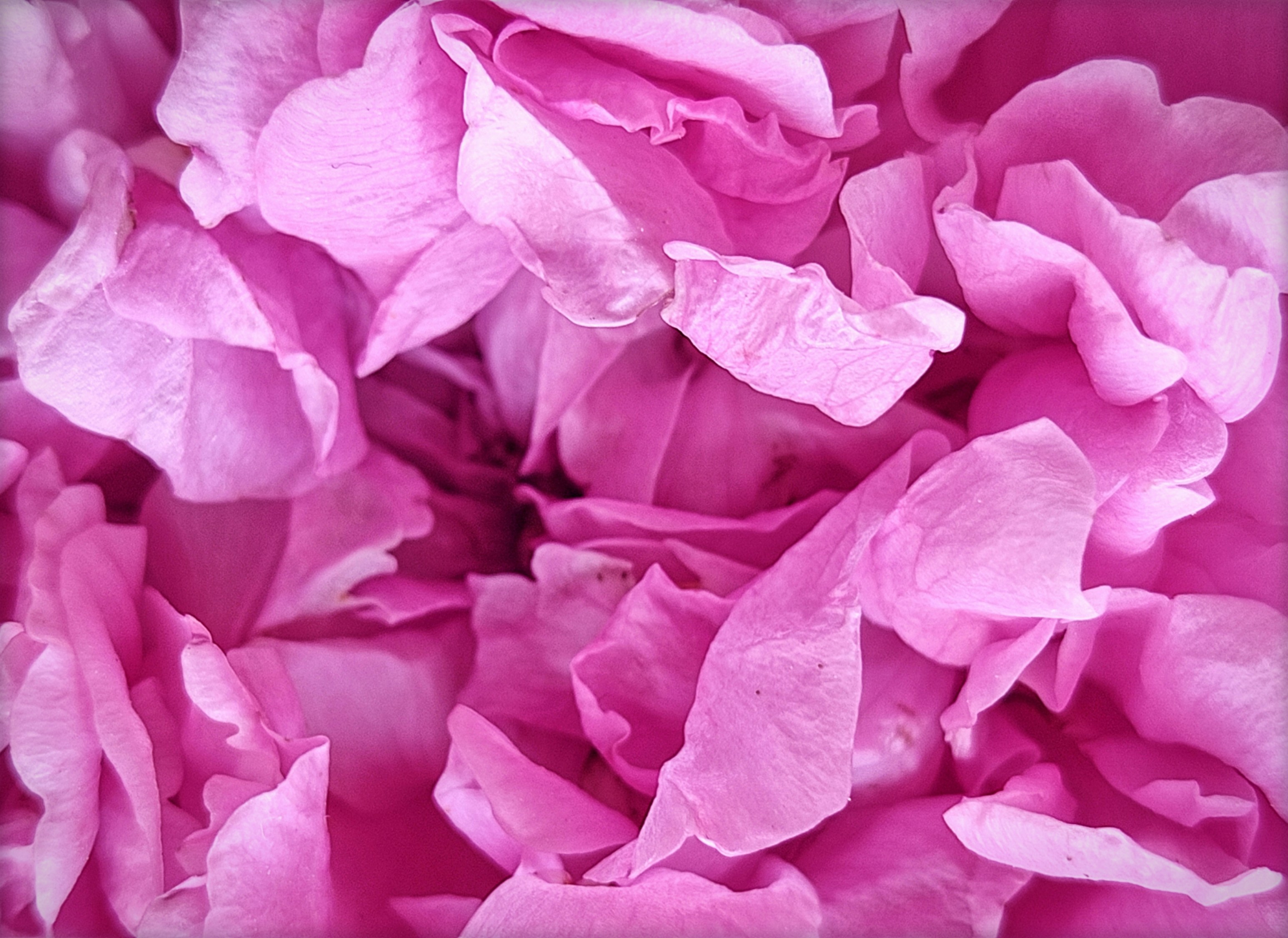 Photo by _sun_flower_