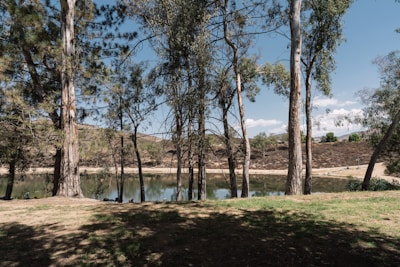 a lake surrounded by trees