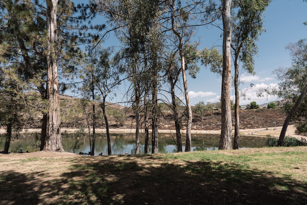 a lake surrounded by trees