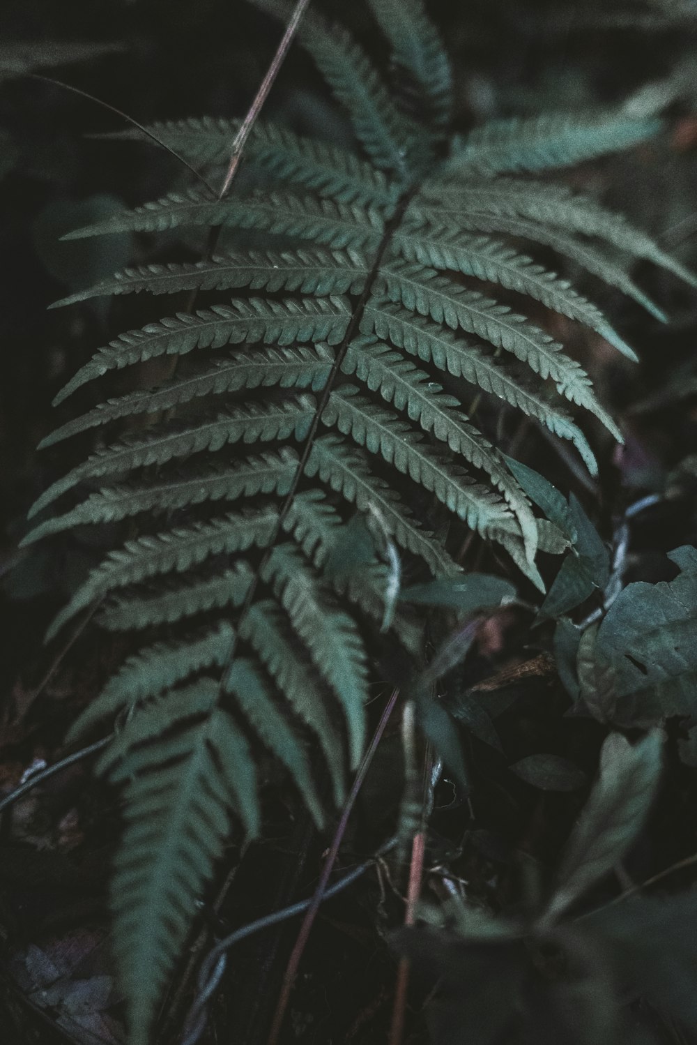 Un primo piano di una pianta verde