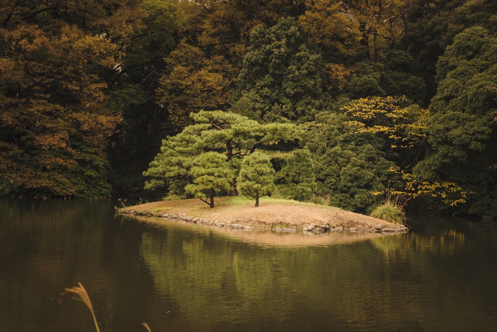 a body of water with trees around it