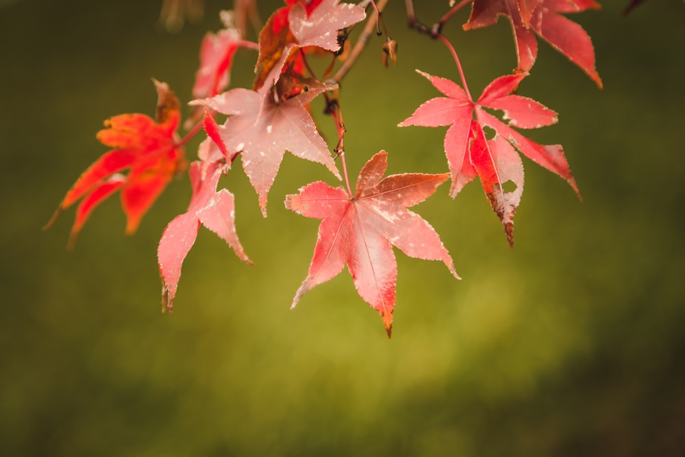 a close up of some leaves