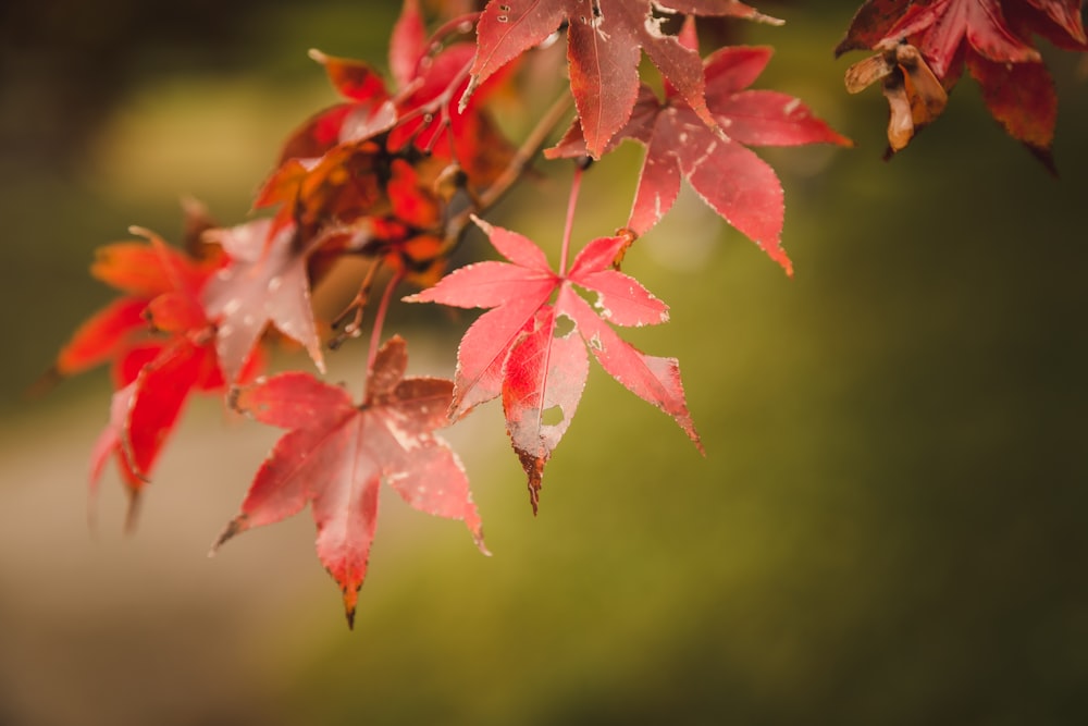 a close up of a tree branch