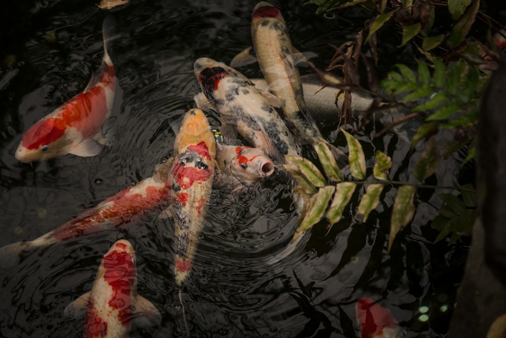 a group of fish swimming in water