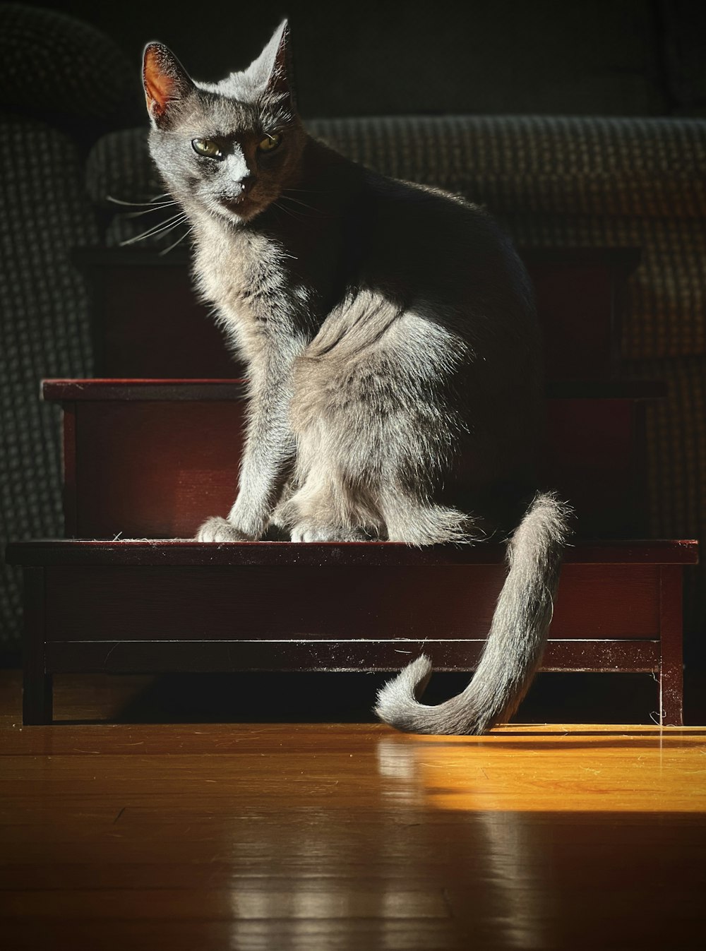 a cat sitting on a chair