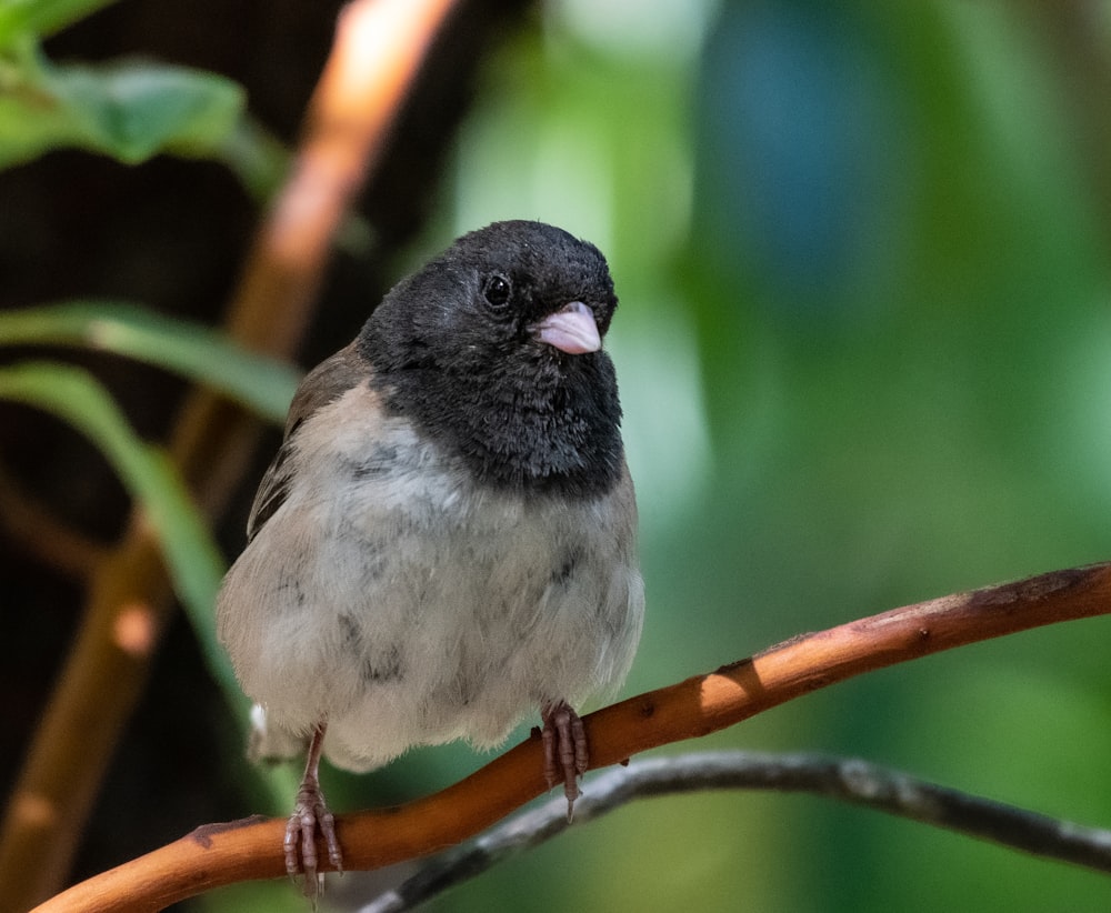 a small bird sits on a branch