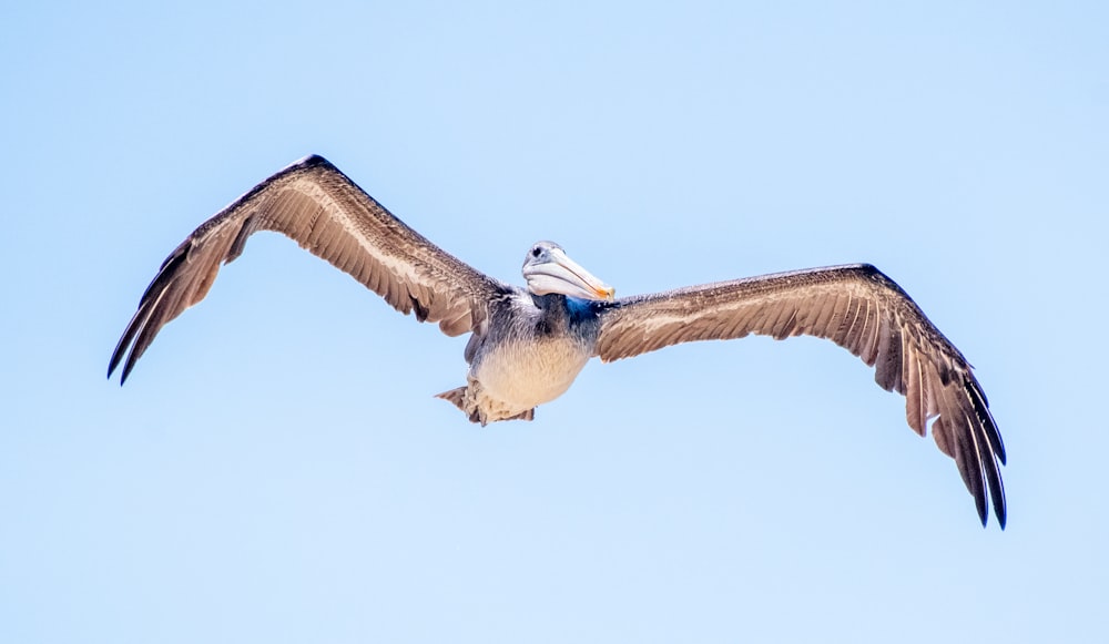 a bird flying in the sky