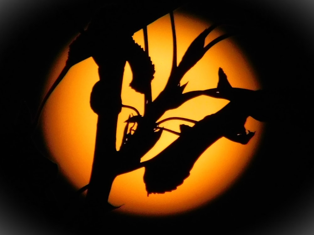 a silhouette of a plant