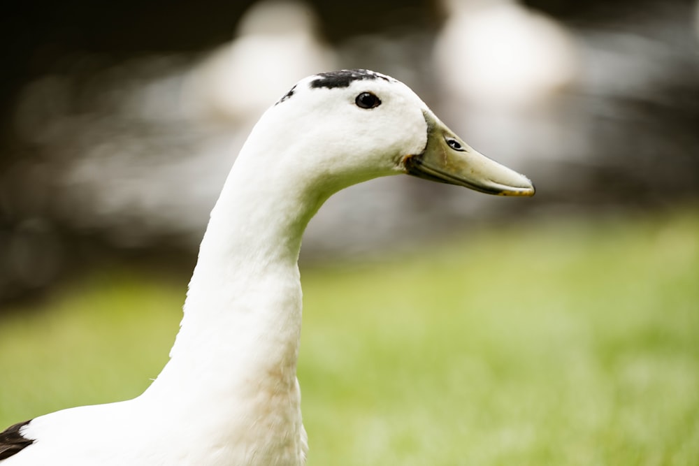 a duck with a yellow beak