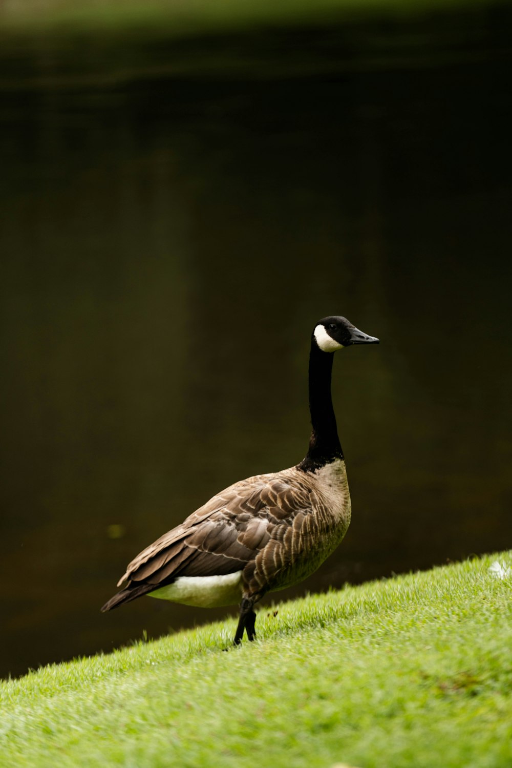 a goose standing on grass