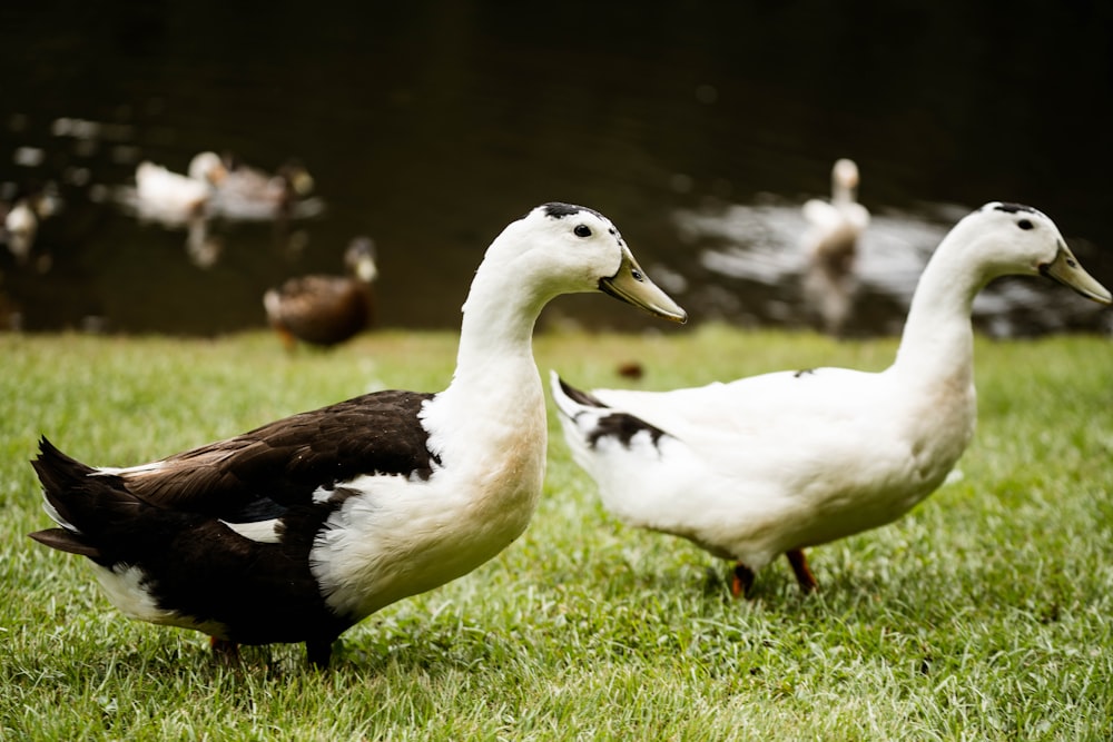 a group of ducks on grass