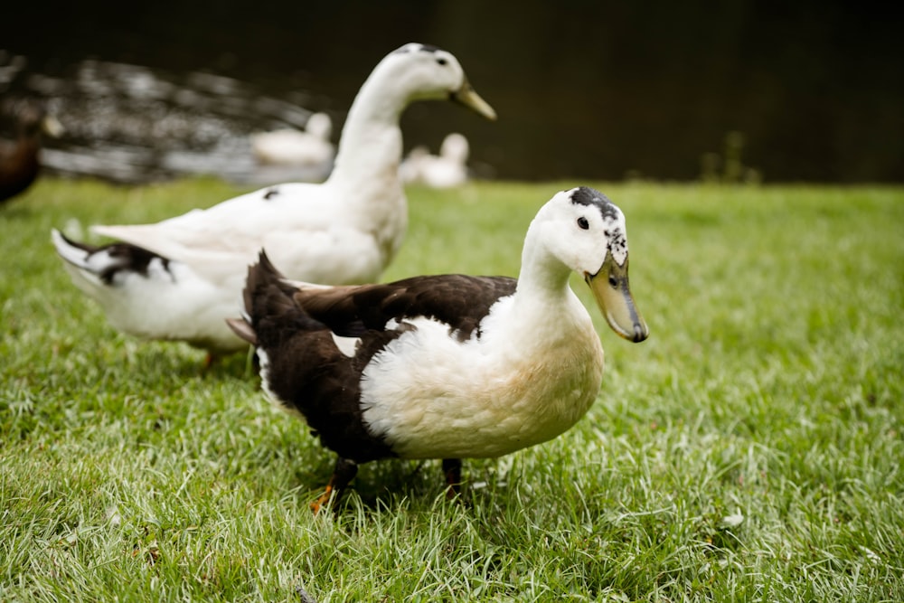 a group of ducks in a grassy area