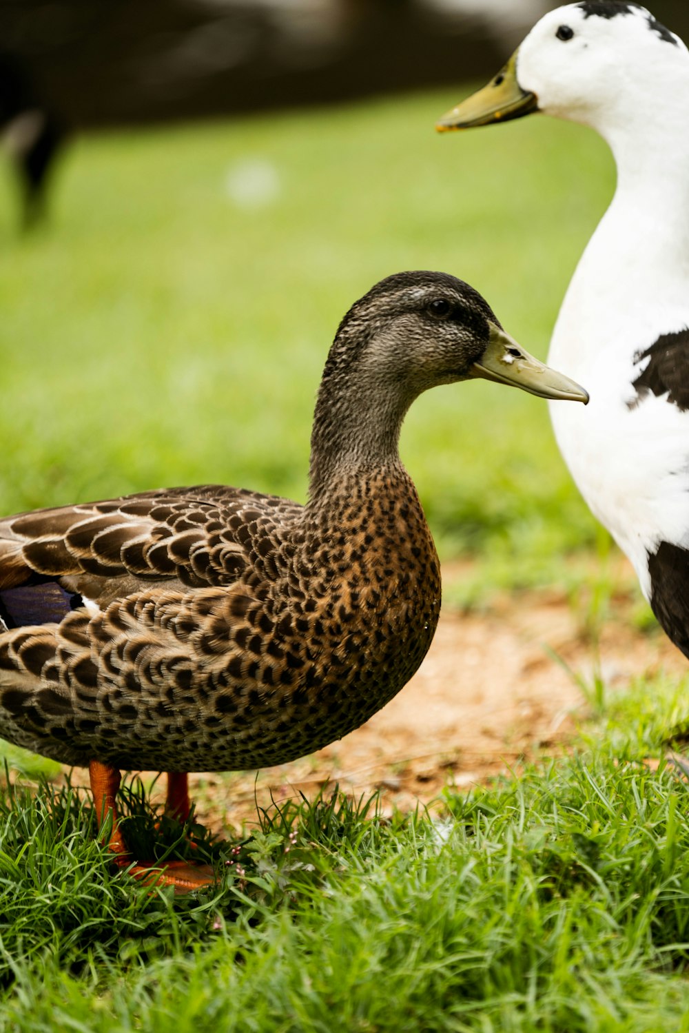 a group of ducks on grass