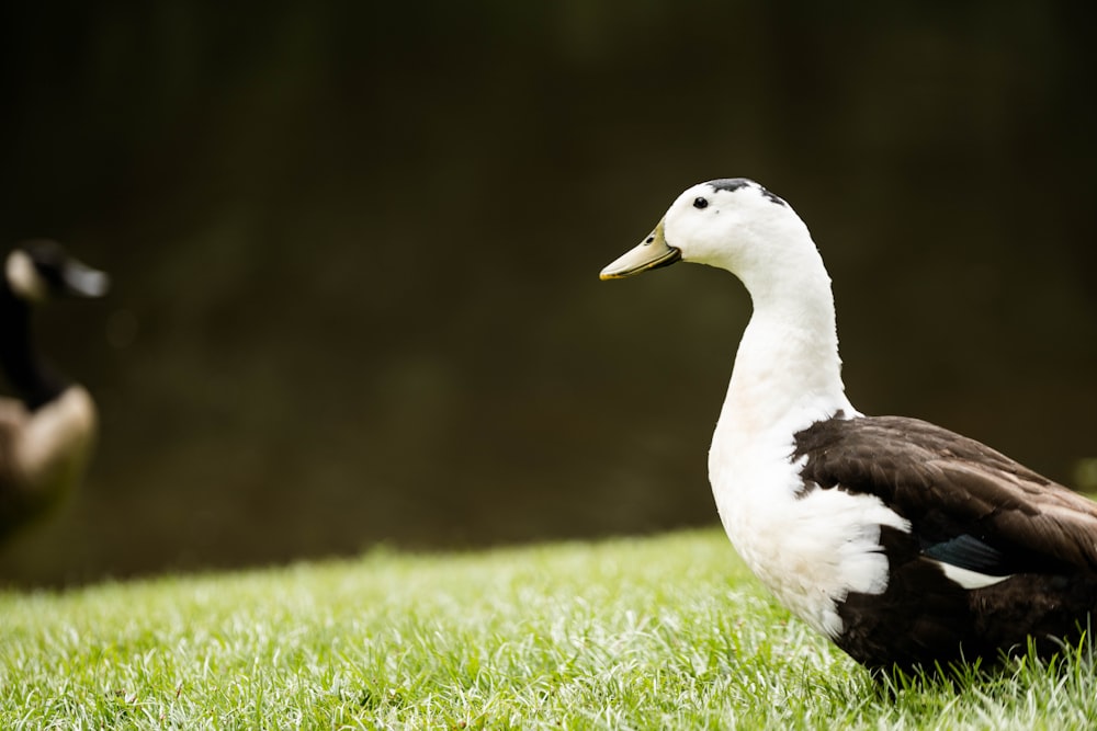 a bird sitting on grass