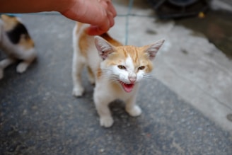 a person petting a cat