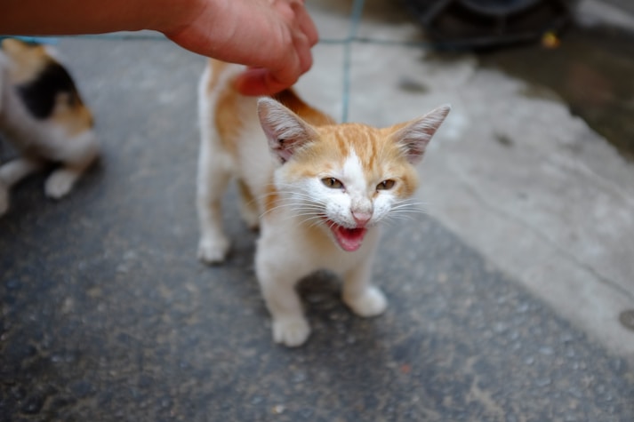 a person petting a cat