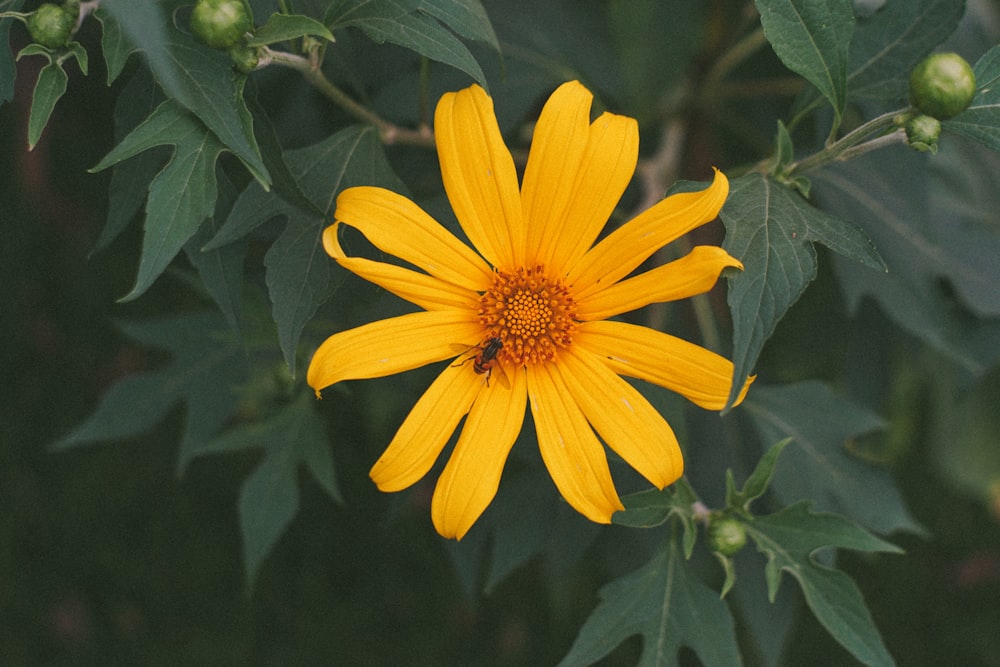 una flor amarilla en una planta