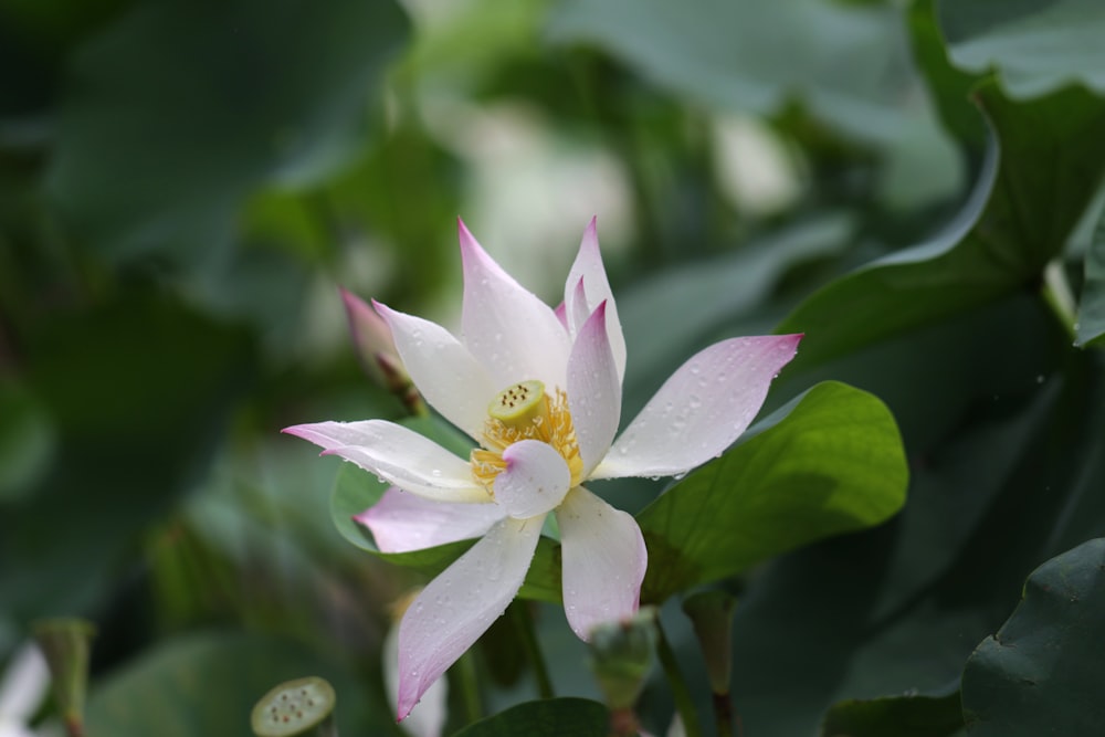 a flower with a yellow center