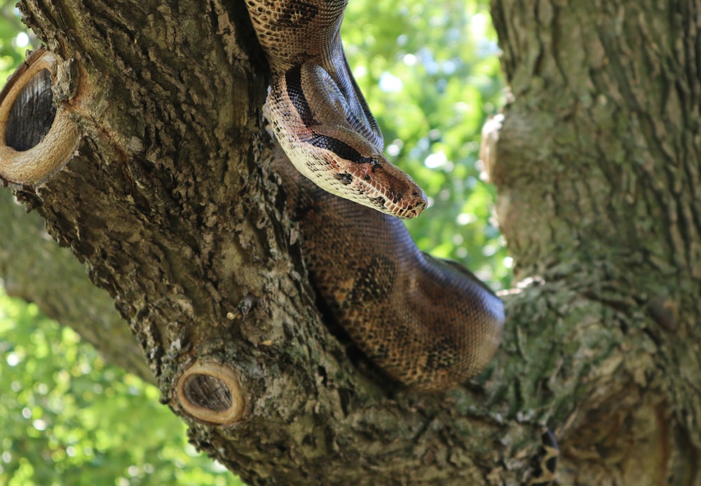 a snake on a tree