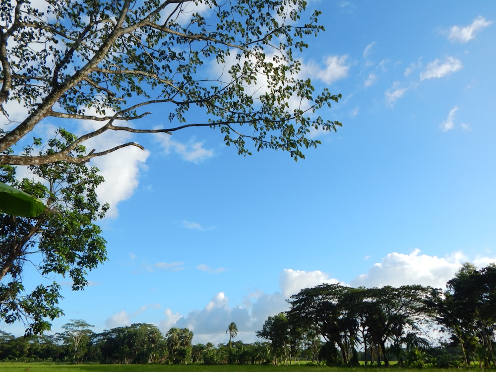 a view of a forest and blue sky