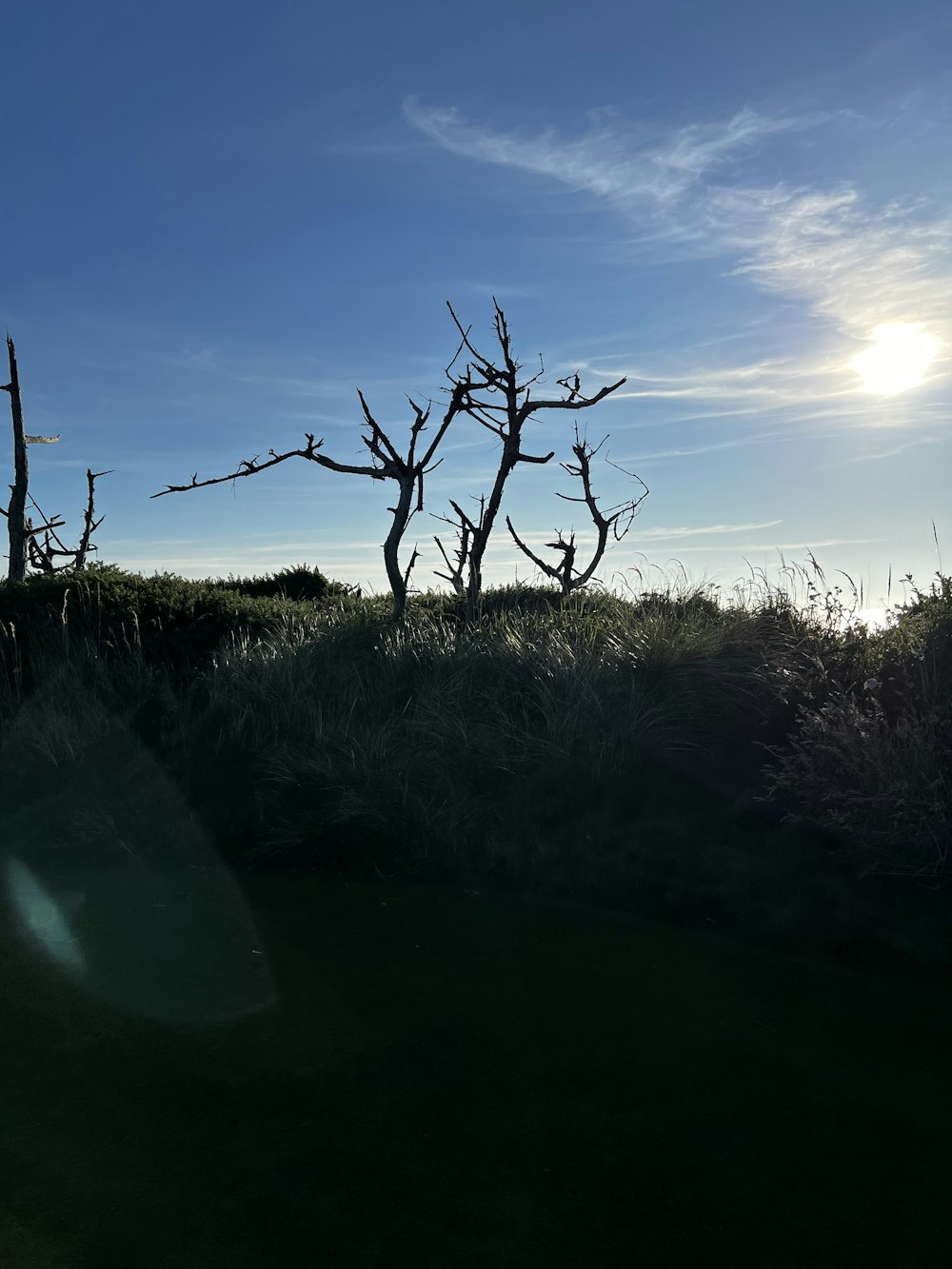 a tree in a field