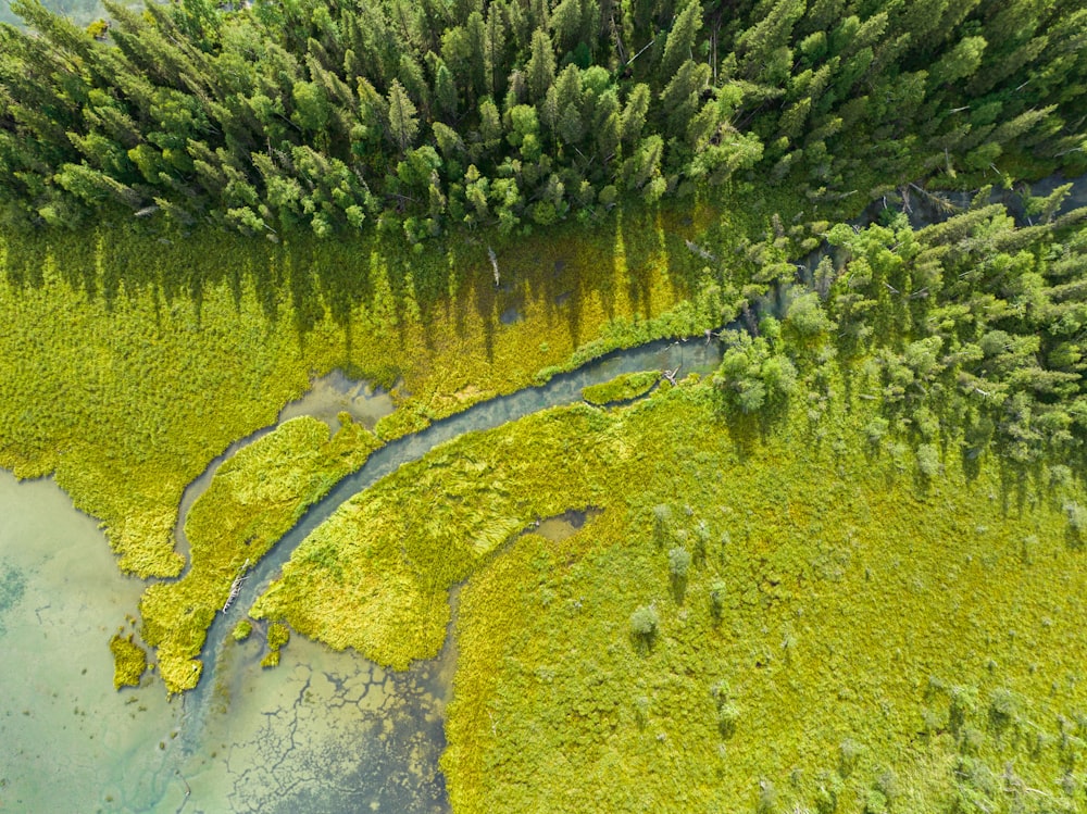 a river with a forest in the background