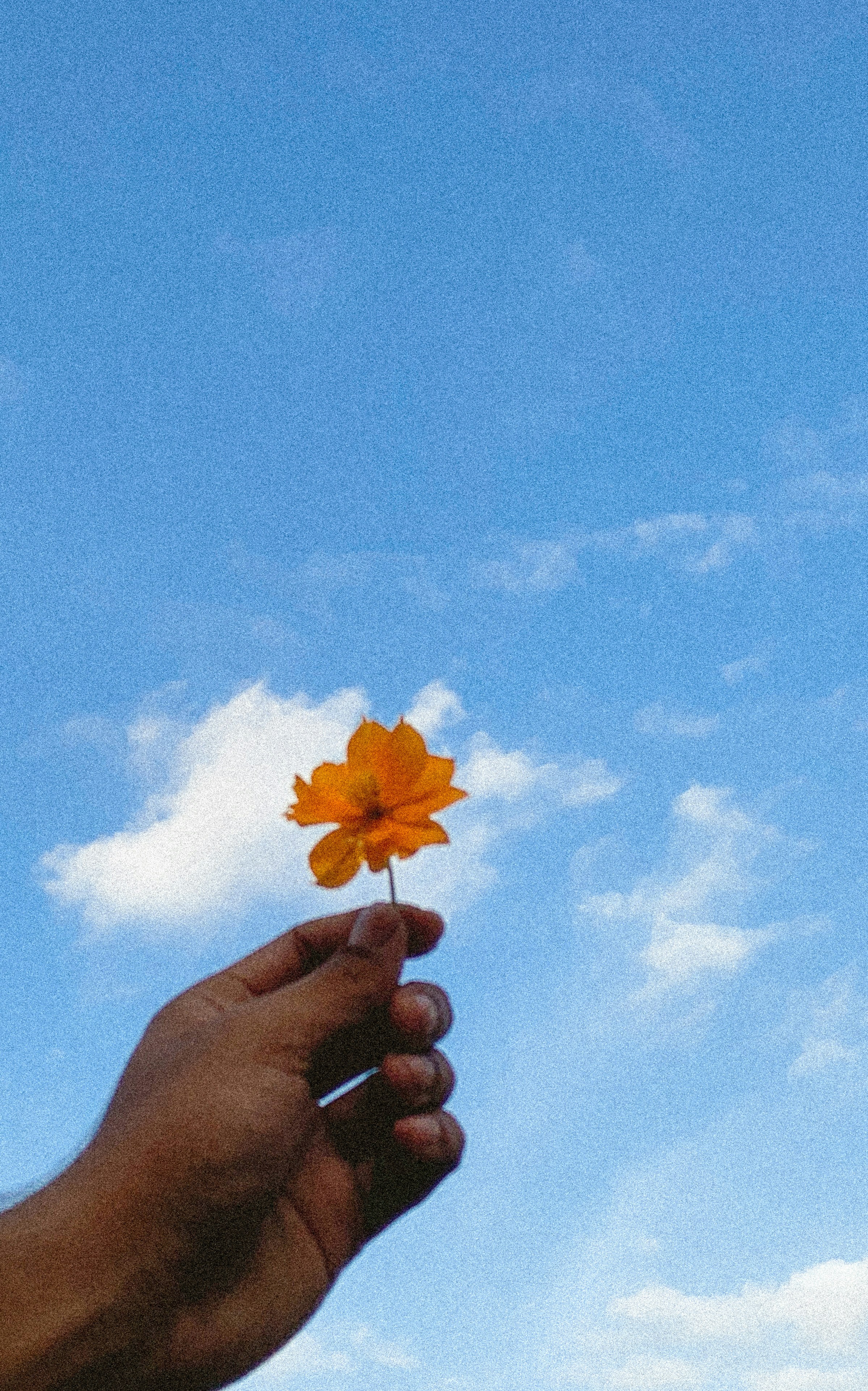 a hand holding a leaf