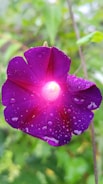a purple flower with water droplets on it