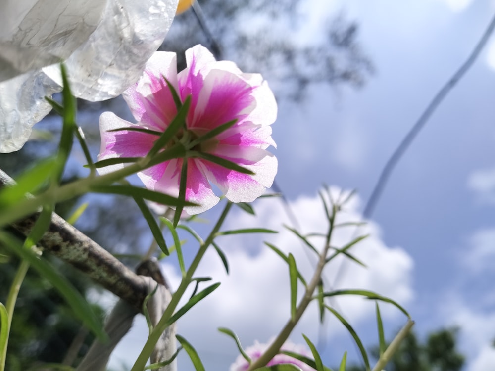 a pink flower on a plant