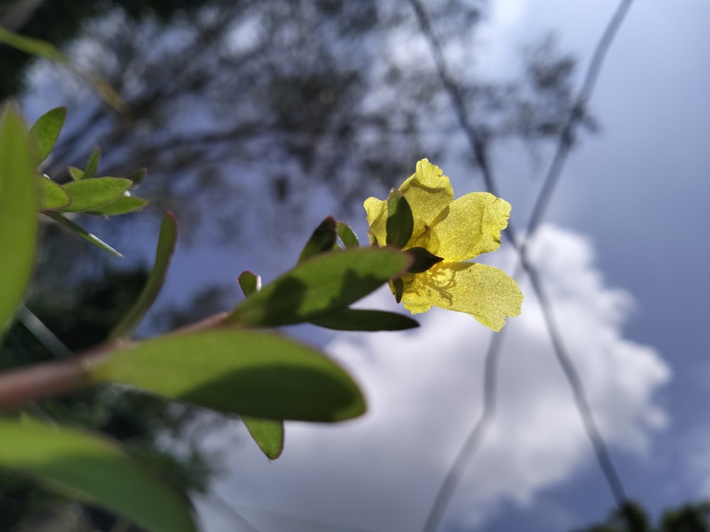 a yellow flower on a tree branch