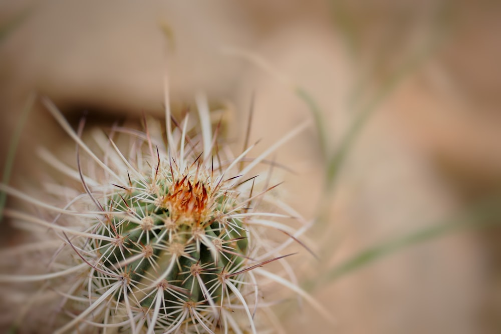 a close up of a flower