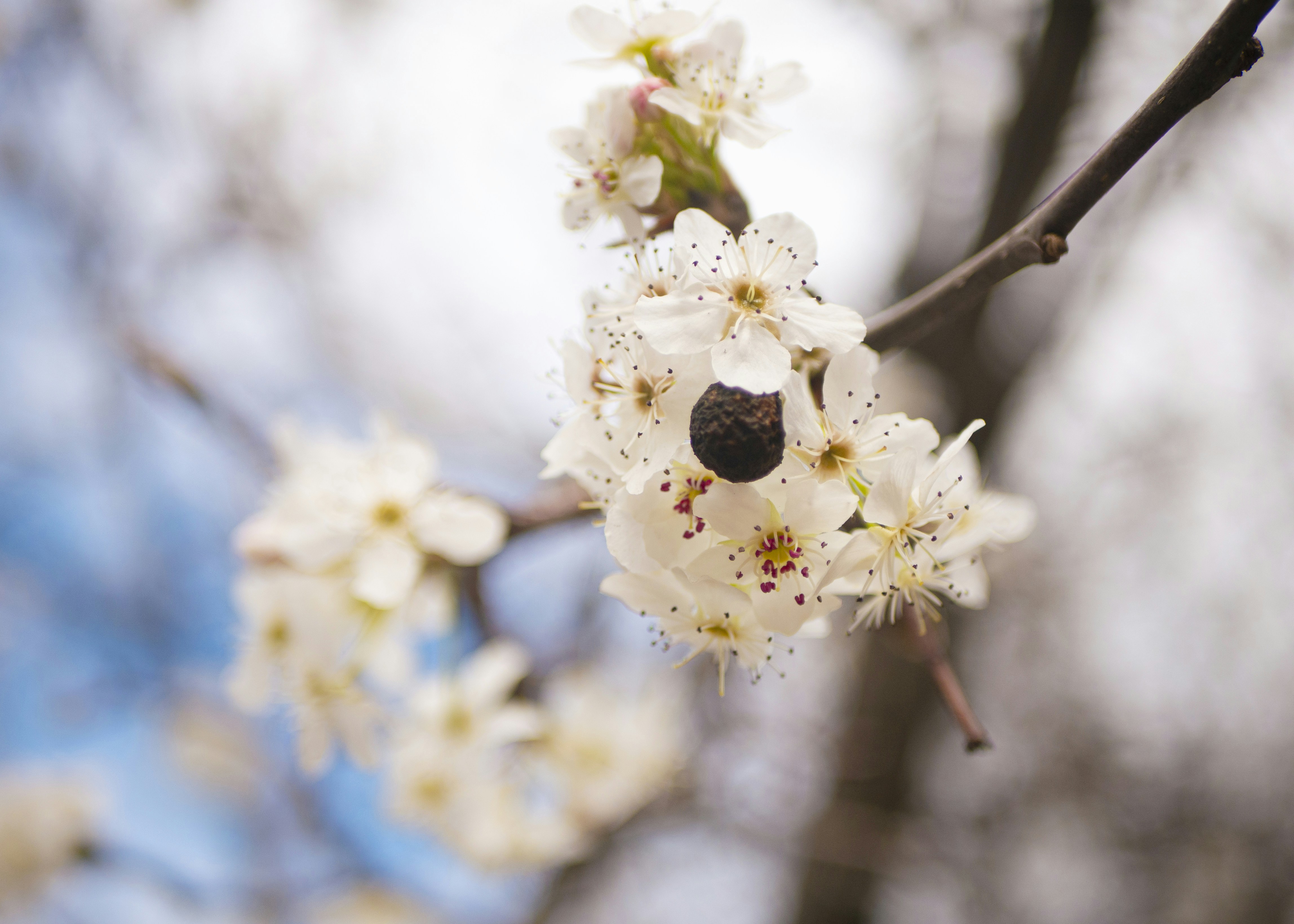 A close up of a tree branch with white flowers photo – Free Sakura ...